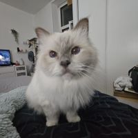 Léon 11 ans - chat senior