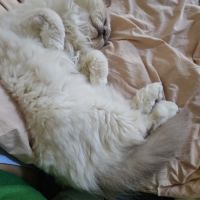 Léon 11 ans - chat senior #2