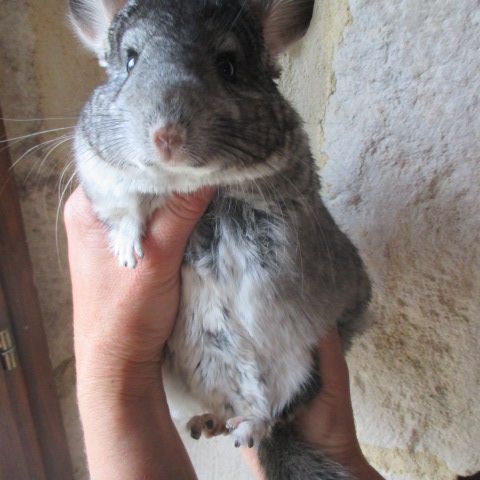 Chinchilla semi angora, blanc, noir ou gris #1