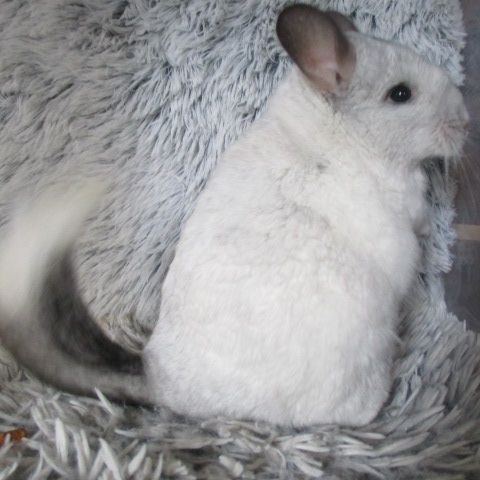 Chinchilla semi angora, blanc, noir ou gris #5