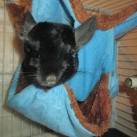 Chinchilla semi angora, blanc, noir ou gris #0