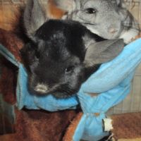 Chinchilla semi angora, blanc, noir ou gris #3