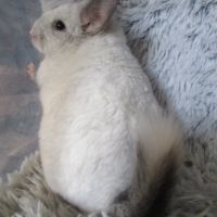 Chinchilla semi angora, blanc, noir ou gris #4