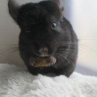 Chinchilla semi angora, blanc, noir ou gris #6