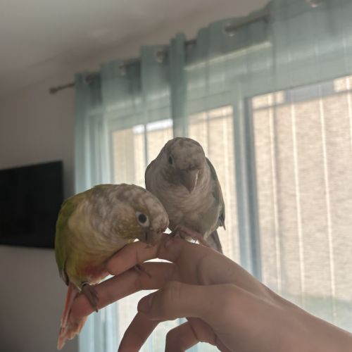 Couple de conures molinae eam #1