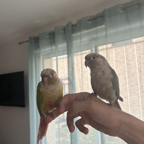 Couple de conures molinae eam
