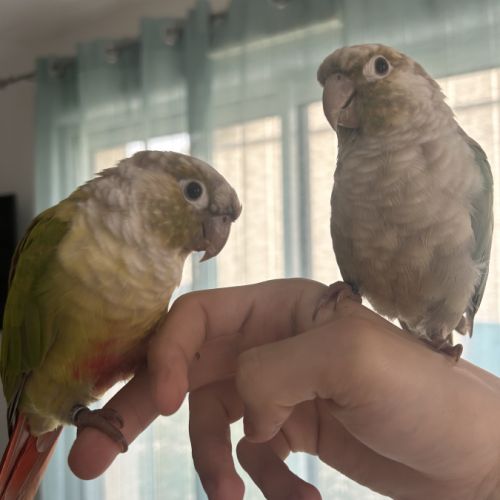 Couple de conures molinae eam #3