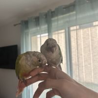Couple de conures molinae eam #1