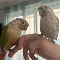 Couple de conures molinae eam #3