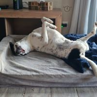 Vador l'adorable petit guerrier tripatte