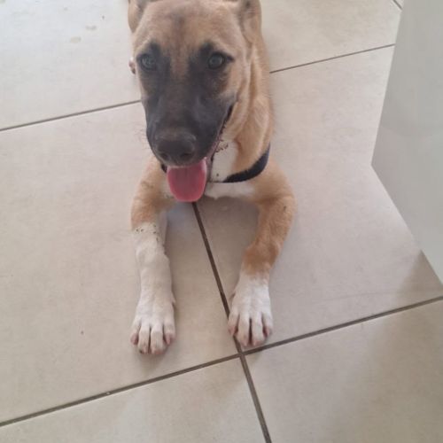 Isis la mini croisée malinoise #3