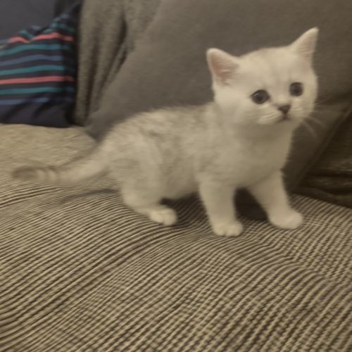 Chatons british shorthair loof en cours #1