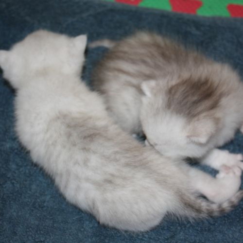 Chatons british shorthair loof en cours #2