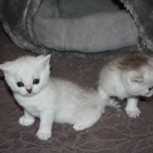 Chatons british shorthair loof en cours