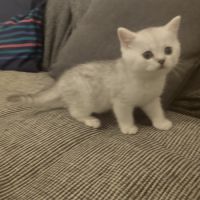 Chatons british shorthair loof en cours #1