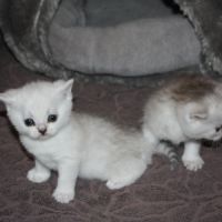 Chatons british shorthair loof en cours #0