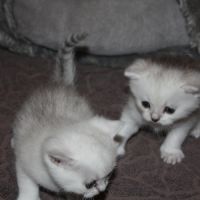 Chatons british shorthair loof en cours #4