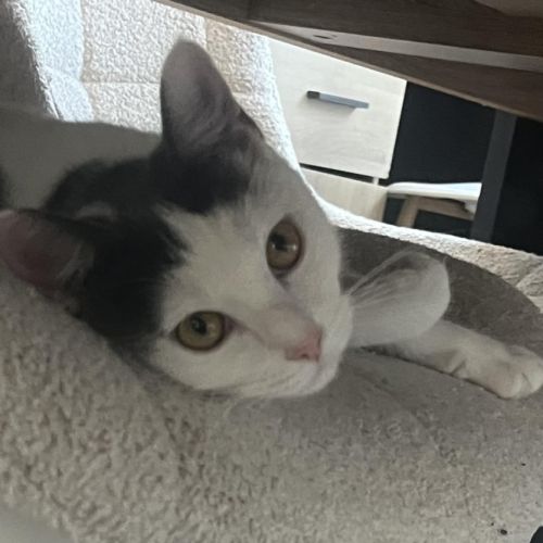 Une petite charmeuse cherche sa famille #2
