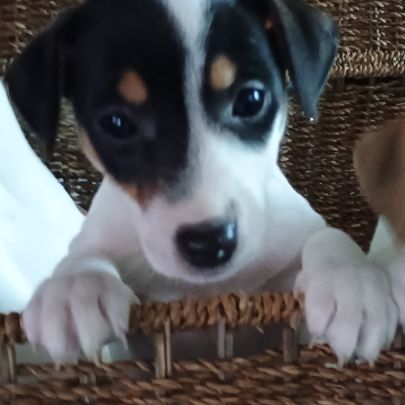 2 magnifiques chiots jack russell à l adoption. #1