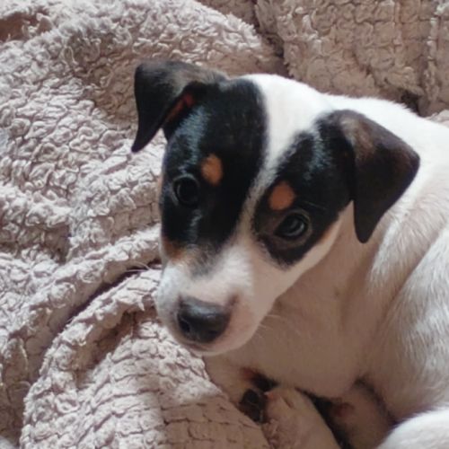 2 magnifiques chiots jack russell à l adoption. #2