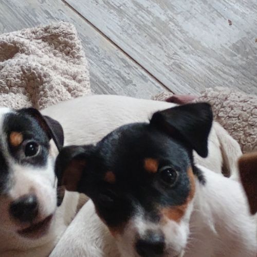 2 magnifiques chiots jack russell à l adoption. #4