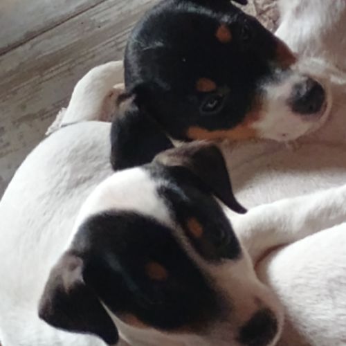 2 magnifiques chiots jack russell à l adoption. #8