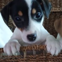 2 magnifiques chiots jack russell à l adoption. #1