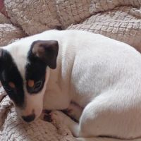 2 magnifiques chiots jack russell à l adoption. #3