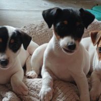 2 magnifiques chiots jack russell à l adoption.
