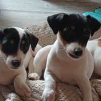 2 magnifiques chiots jack russell à l adoption. #6