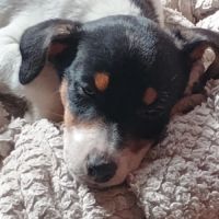 2 magnifiques chiots jack russell à l adoption. #7