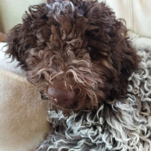 Craquants lagotto romagnols #1