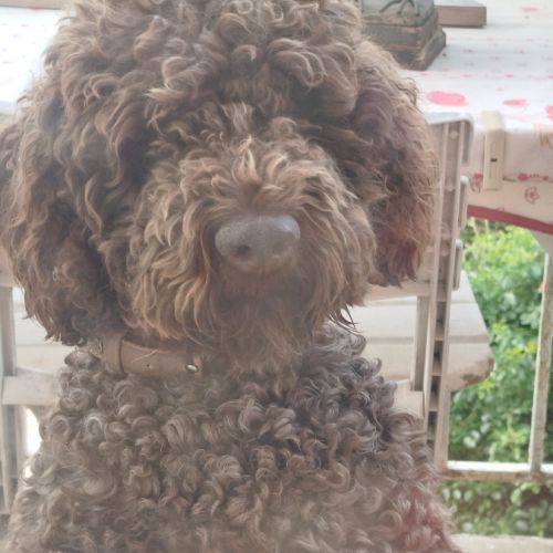 Craquants lagotto romagnols