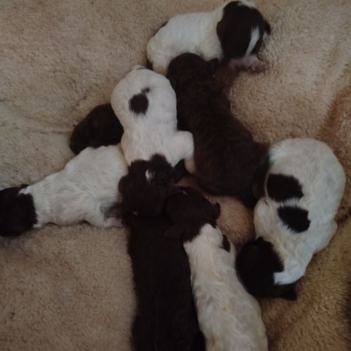 Craquants lagotto romagnols #3