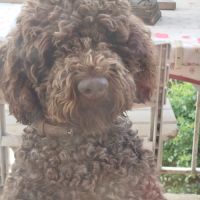 Craquants lagotto romagnols #0