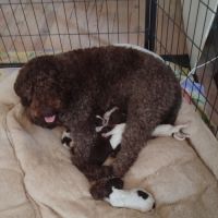 Craquants lagotto romagnols #4