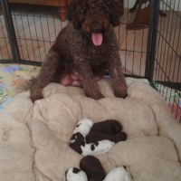 Craquants lagotto romagnols #5