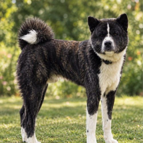 Saillie akita inu lof & confirmé & testé #0
