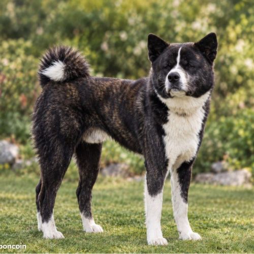 Saillie akita inu lof & confirmé & testé #2