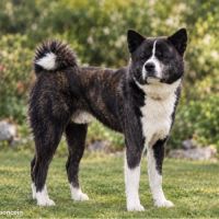 Saillie akita inu lof & confirmé & testé #2