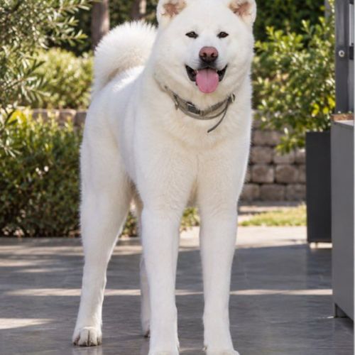 Saillie akita inu blanc lof confirmé #0
