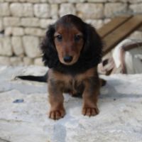 Femelle teckel poil long, 2 mois et demi