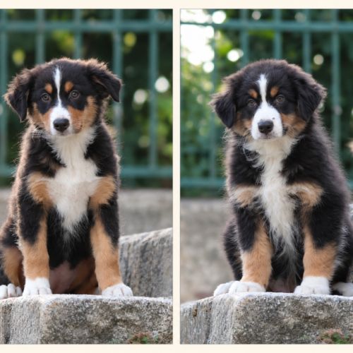 Chiots berger australien lof #0