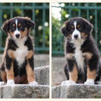 Chiots berger australien lof