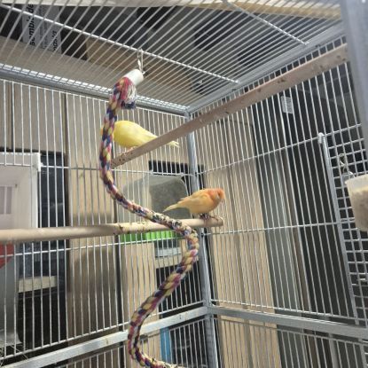3 canaris avec cage #1