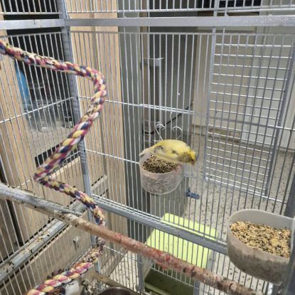 3 canaris avec cage #0