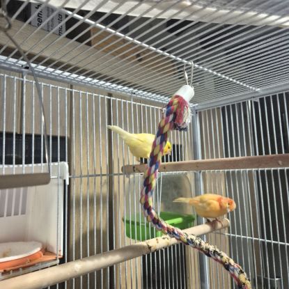 3 canaris avec cage #3