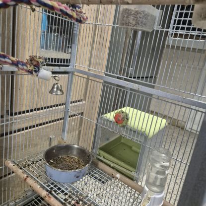 3 canaris avec cage #5