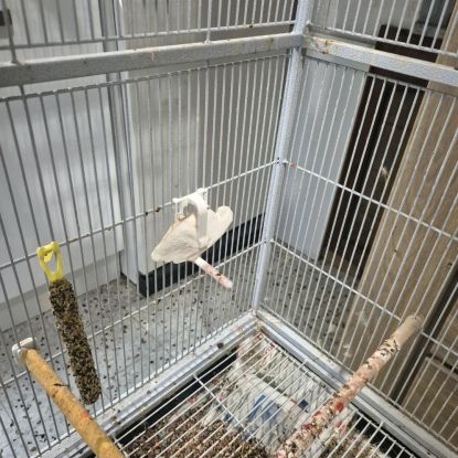3 canaris avec cage #6