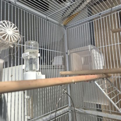 3 canaris avec cage #8